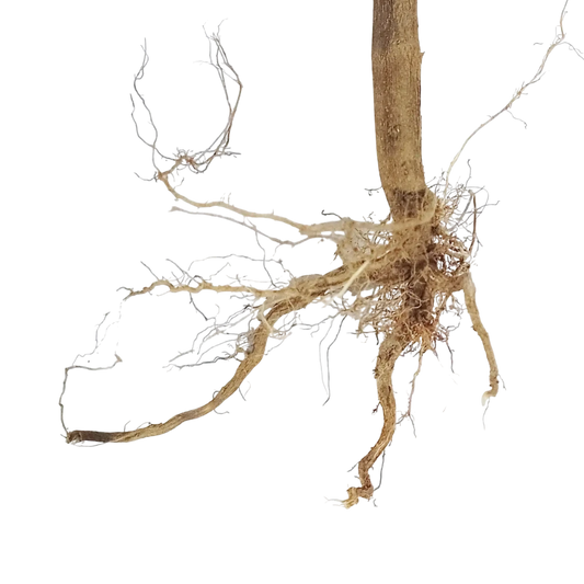 Dhatura root jadi with extensive root system on a white background