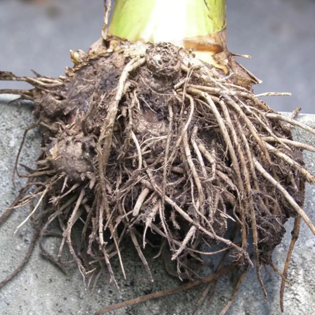 Close-up of a banana jadi root on a concrete surface