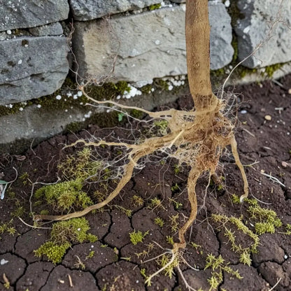 Dhatura root on cracked soil with a stone wall in the back