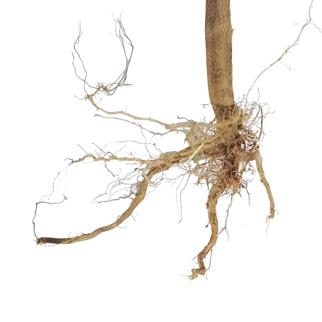 Dhatura root jadi with extensive root system on a white background