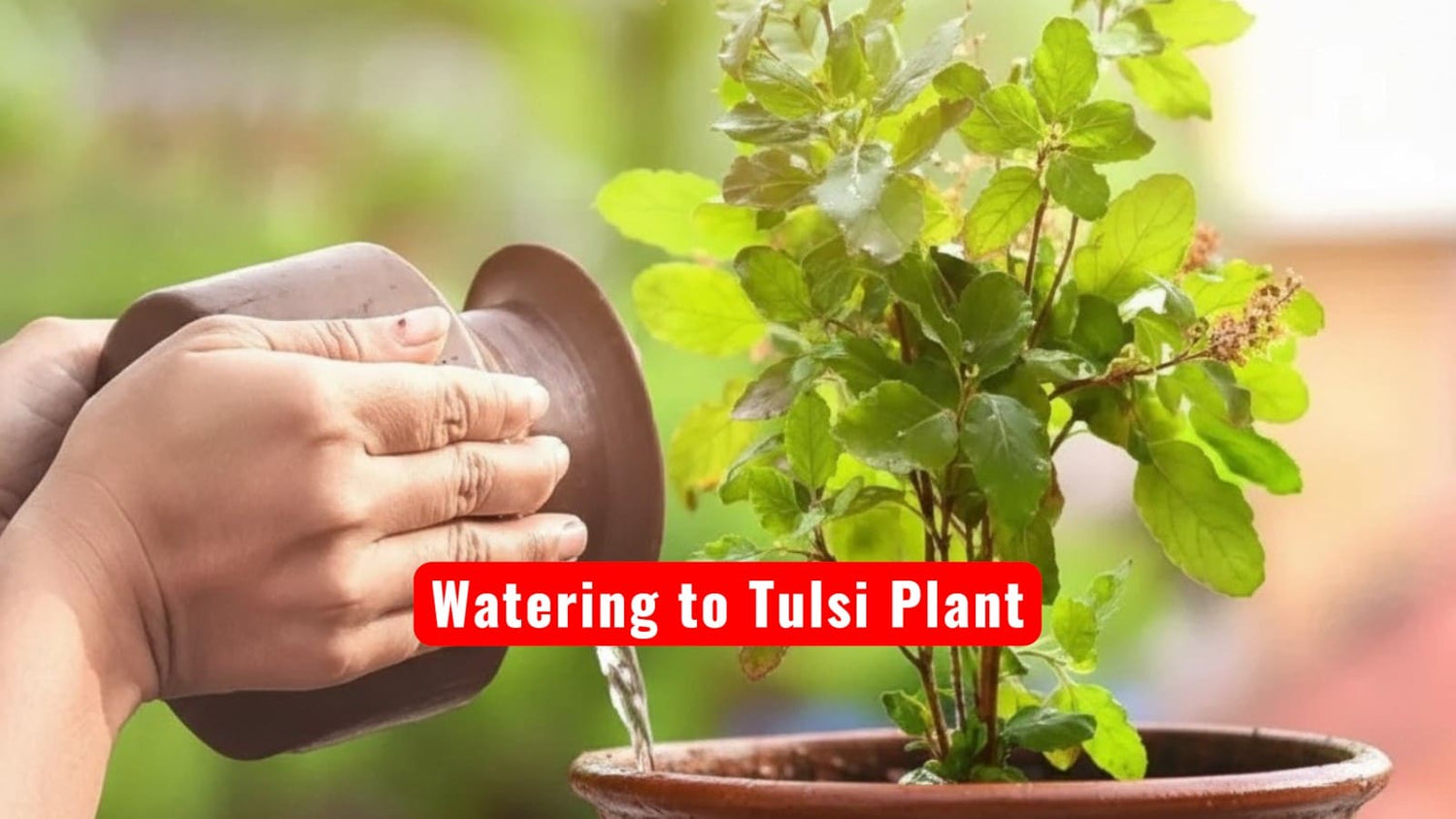 Hand watering a Tulsi plant with a focus on the action of watering.
