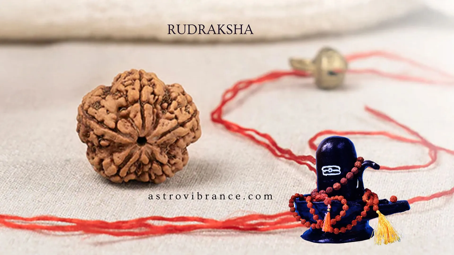 rudraksha by astrovibrance.com