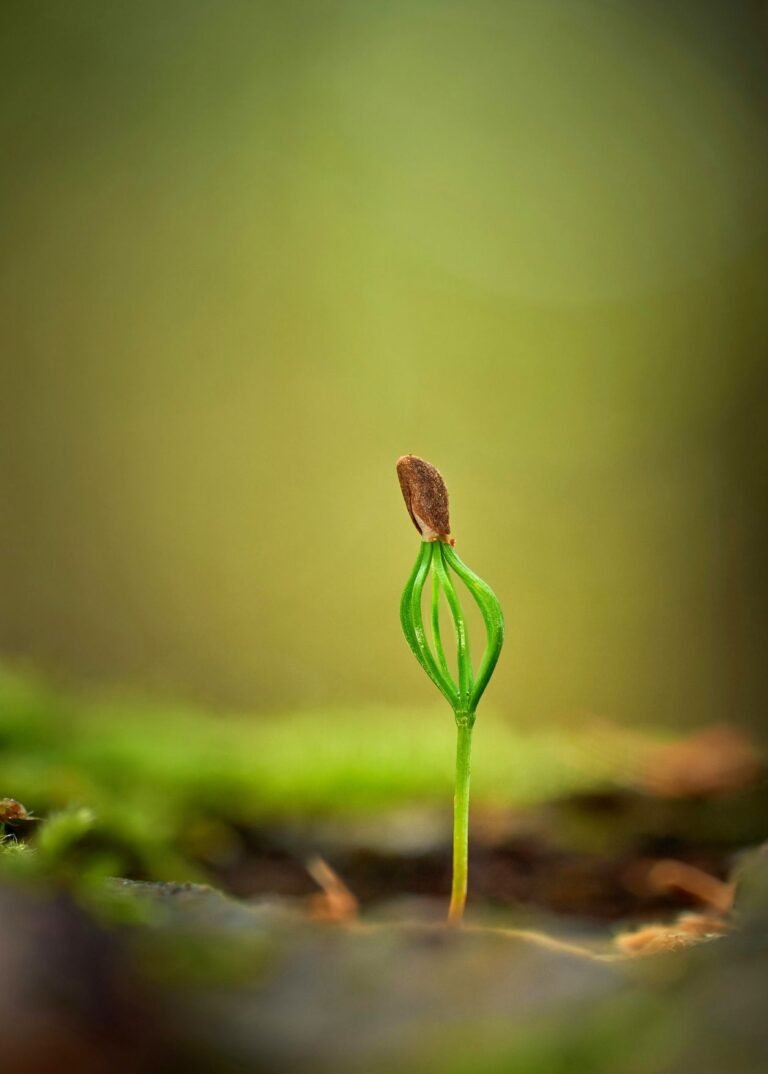 Transformation-New plant sprouting from soil